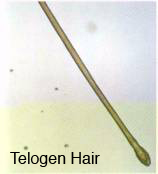 telogen_hair