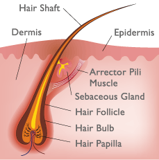 Hair Anatomy Illustration